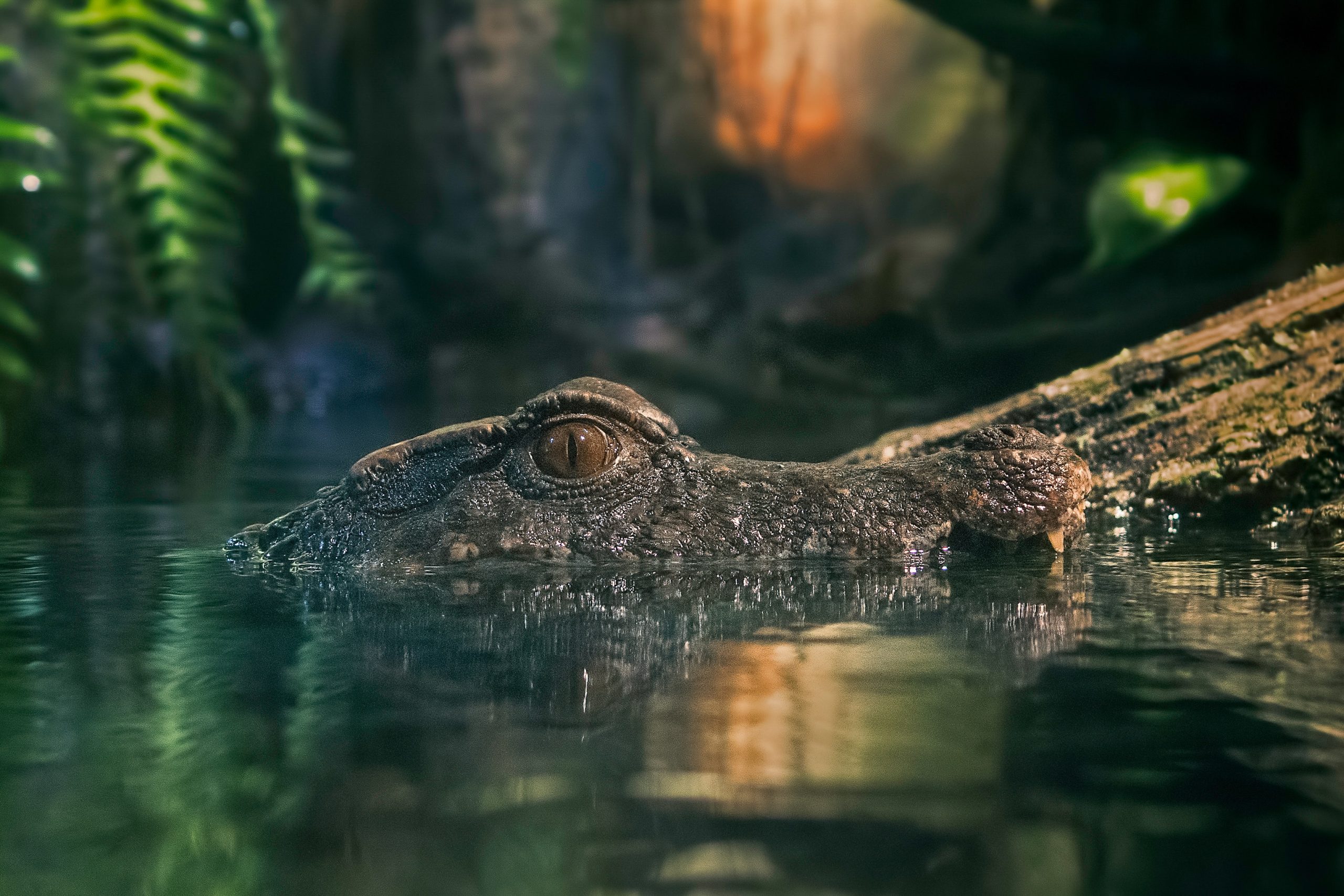 Image for One Less Crocodile by Laurie Winslow Sargent